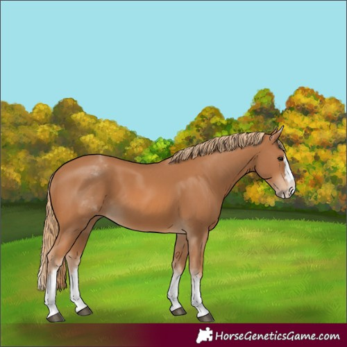 Horse Color:Unknown 