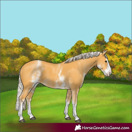 Horse Color:Unknown 