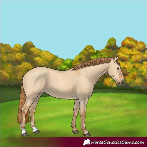 Horse Color:Unknown 