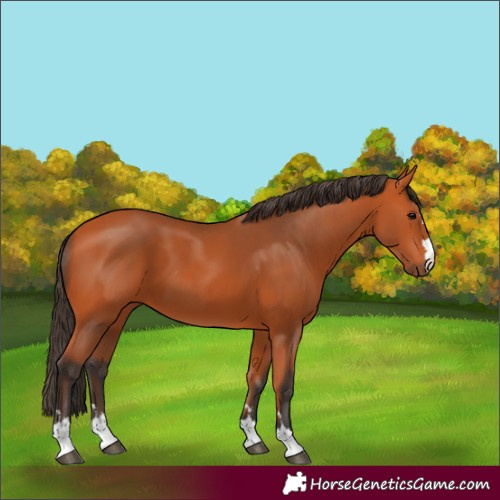 Horse Color:Unknown 