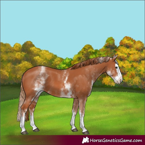 Horse Color:Unknown 