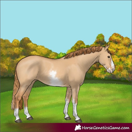 Horse Color:Unknown 
