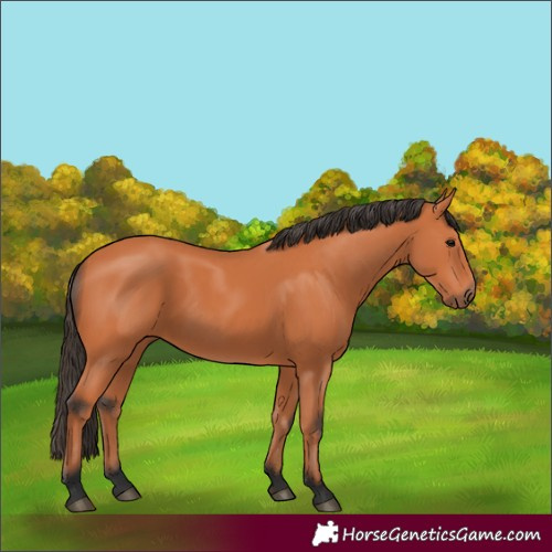 Horse Color:Unknown 
