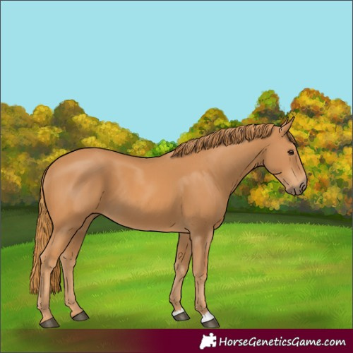 Horse Color:Unknown 