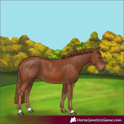 Horse Color:Unknown 
