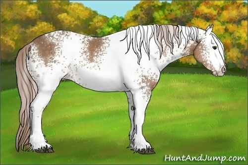 Horse Color:White Spotted Chocolate Palomino