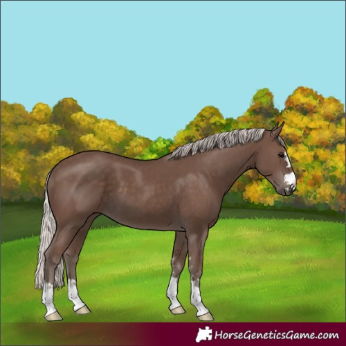 Horse Color:Unknown 