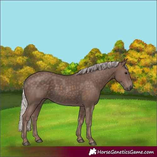 Horse Color:Unknown 