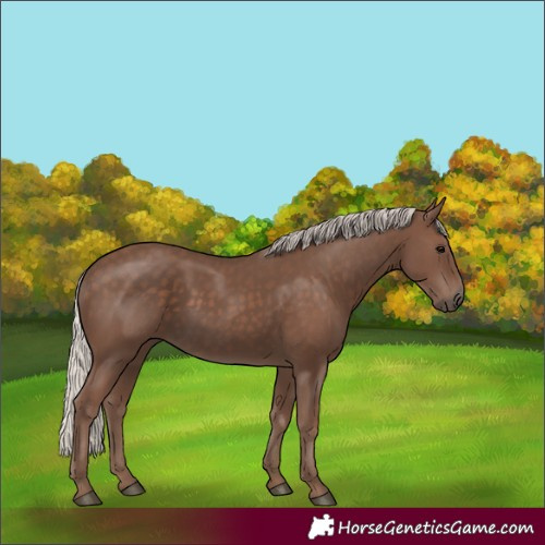 Horse Color:Unknown 