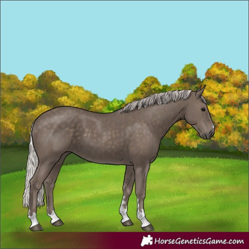 Horse Color:Unknown 