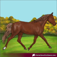 Horse Color:Chestnut 