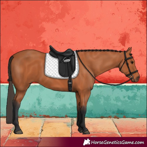 Horse Color:Bay Rabicano 