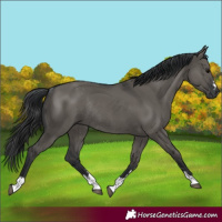 Horse Color:Grullo Rabicano 