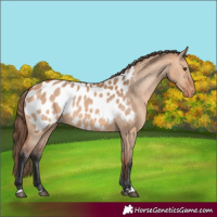 Horse Color:Bay Dun Near Leopard 