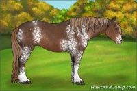 Horse Color:White Spotted Liver Chestnut Rabicano 