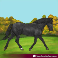 Horse Color:Black 