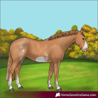 Horse Color:White Spotted Chestnut Frame 