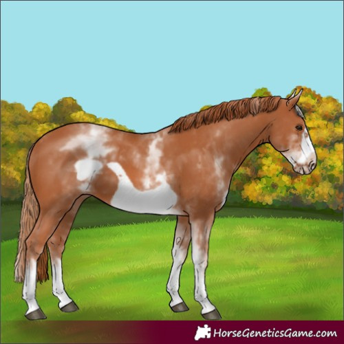 Horse Color:White Spotted Chestnut Frame 
