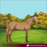 Horse Color:Gray Red Dun 