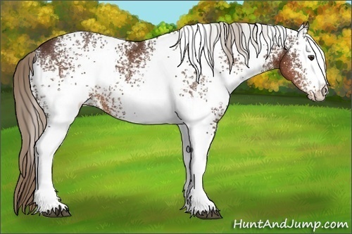 Horse Color:White Spotted Liver Chestnut