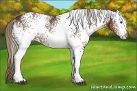 Horse Color:White Spotted Liver Chestnut 