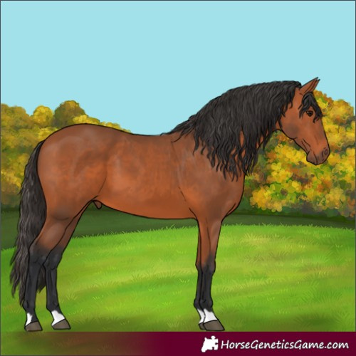 Horse Color:Unknown 