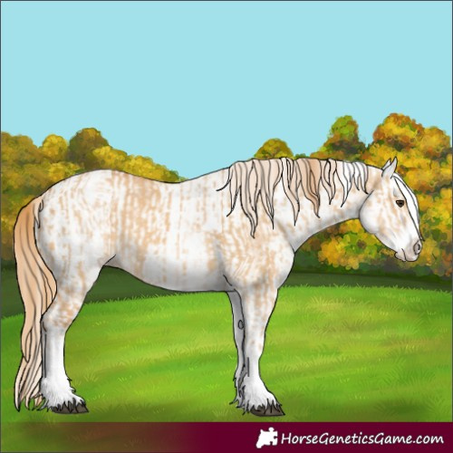 Horse Color:White Spotted Red Dun Rabicano  and White Spotted Red Dun Splash Rabicano 
