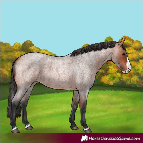Horse Color:Bay Roan Splash