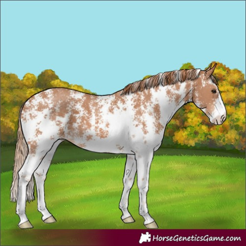 Horse Color:Chestnut Sabino