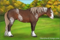 Horse Color:White Spotted Liver Chestnut Splash 