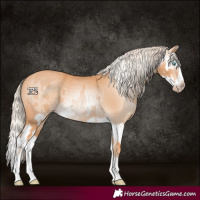 Horse Color:Gray Cremello Splash  and Gray Cremello Splash 