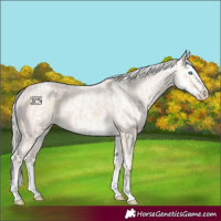 Horse Color:Cremello Splash  and Cremello Splash 