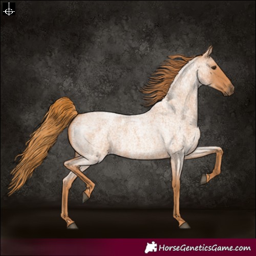 Horse Color:Red Roan 