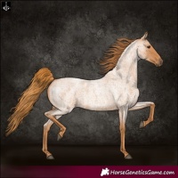 Horse Color:Red Roan 