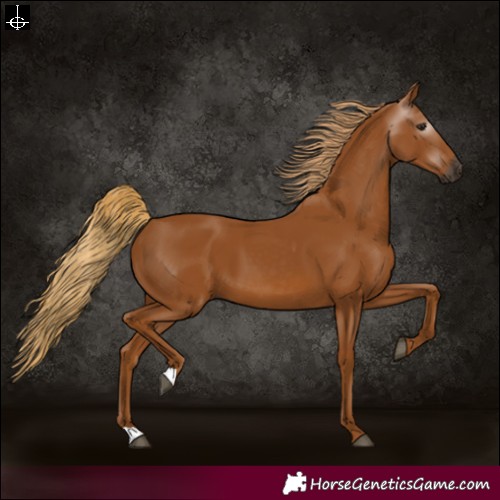 Horse Color:Gray Chestnut 