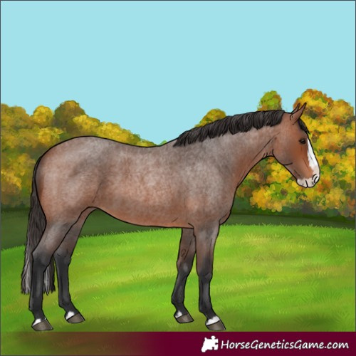 Horse Color:Bay Roan Splash 