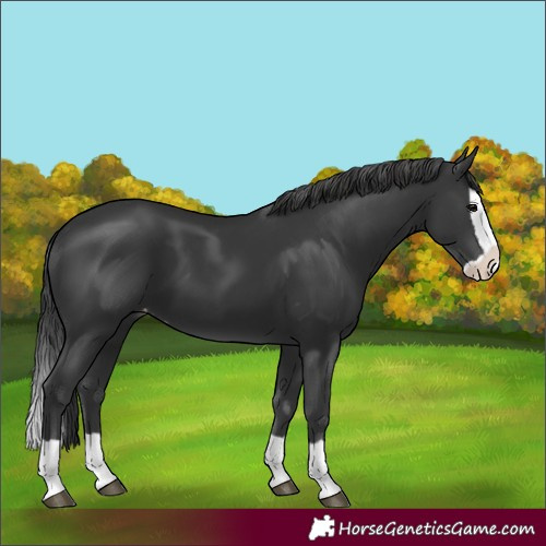 Horse Color:Unknown 