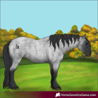 Horse Color:Blue Roan 