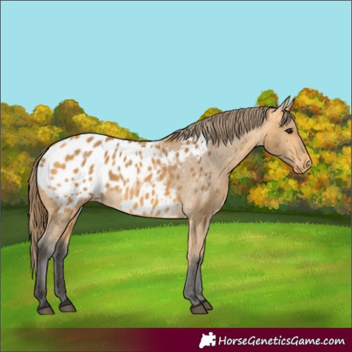 Horse Color:Buckskin Appaloosa 