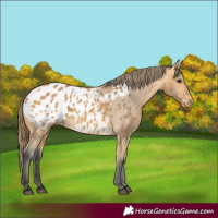 Horse Color:Buckskin Appaloosa 