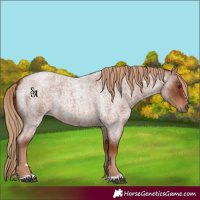 Horse Color:Red Roan