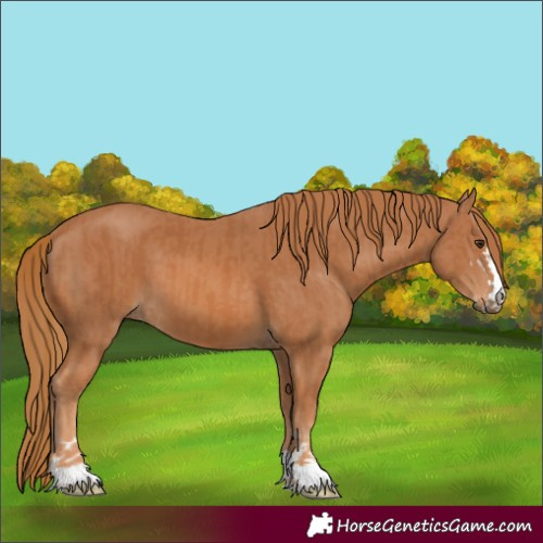 Horse Color:Chestnut  and Chestnut 