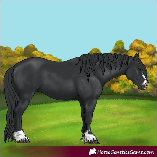 Horse Color:Black 