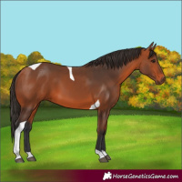 Horse Color:Bay Tobiano 