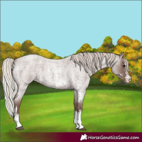 Horse Color:Silver Blue Roan Sabino