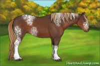 Horse Color:White Spotted Liver Chestnut 