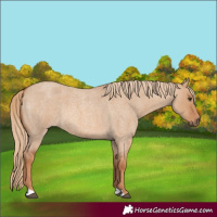 Horse Color:Red Dun Roan 