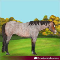 Horse Color:Bay Roan Splash
