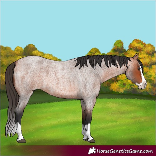Horse Color:Bay Roan Splash