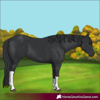 Horse Color:Black Tobiano Rabicano
